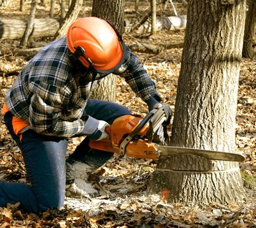 Tree Removal in Basco, IL